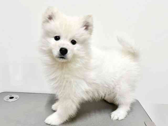 大阪府のサモエド (ひごペットフレンドリーイトーヨーカドー津久野店/2025年12月12日生まれ/女の子/ホワイト)の子犬の3枚目の画像