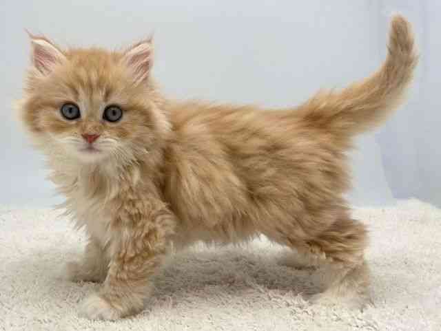 島根県のサイベリアン (ひごペットフレンドリーイオンモール出雲店/2025年12月14日生まれ/女の子/レッドタビーホワイト)の子猫の3枚目の画像