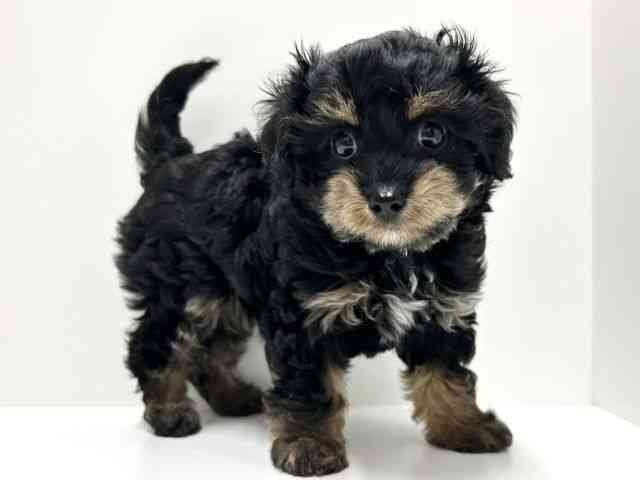 愛知県のチワプー/プーチー(チワワ×プードル) (ひごペットフレンドリーららぽーと名古屋みなとアクルス店/2025年12月11日生まれ/女の子/ブラックタン)の子犬の3枚目の画像