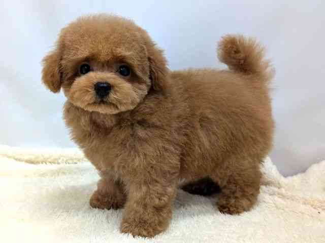 広島県のトイプードル(トイ) (ひごペットフレンドリーゆめタウン廿日市店/2025年12月12日生まれ/男の子/レッド)の子犬の3枚目の画像