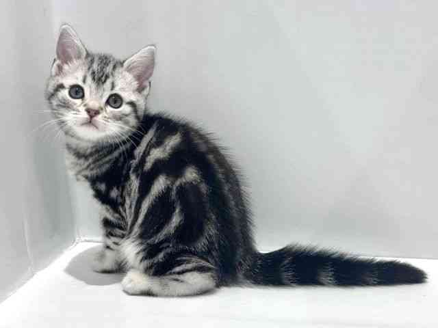 大阪府のアメリカンショートヘアー (ひごペットフレンドリーセブンパーク天美店/2025年12月13日生まれ/女の子/シルバータビー)の子猫の3枚目の画像