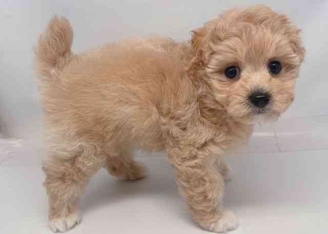 鳥取県のマルプー(マルチーズ×プードル) (ひごペットフレンドリーイオンモール鳥取北店/2025年12月13日生まれ/女の子/クリームホワイト)の子犬の3枚目の画像