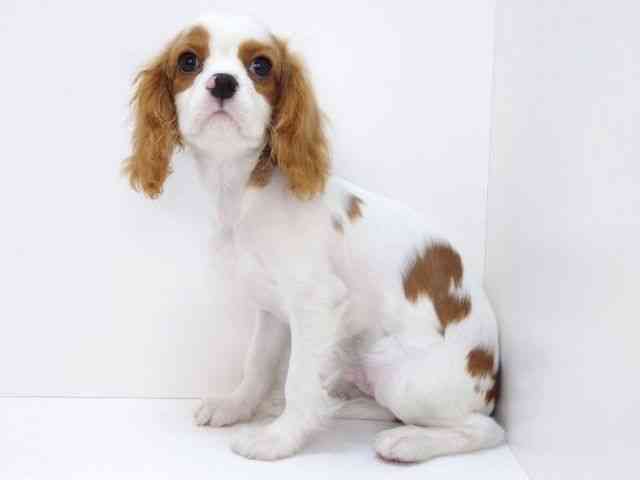 大阪府のキャバリアキングチャールズスパニエル (ひごペットフレンドリーいこらもーる泉佐野店/2025年12月13日生まれ/男の子/ブレンハイム)の子犬の3枚目の画像