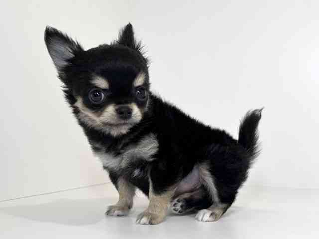 兵庫県のチワワ(ロング) (ひごペットフレンドリーイトーヨーカドー明石店/2025年12月13日生まれ/女の子/ブラックタンホワイト)の子犬の3枚目の画像