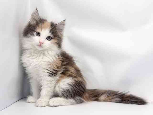 京都府のノルウェージャンフォレストキャット (ひごペットフレンドリー洛北阪急スクエア店/2025年12月7日生まれ/女の子/ダイリュートキャリコ)の子猫の3枚目の画像