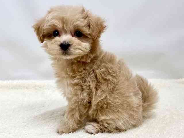 広島県のマルプー(マルチーズ×プードル) (ひごペットフレンドリーゆめタウン廿日市店/2025年12月12日生まれ/男の子/アプリコット)の子犬の3枚目の画像