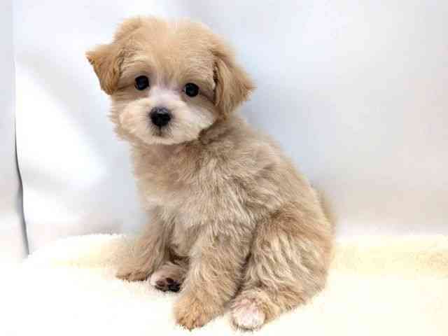 広島県のマルプー(マルチーズ×プードル) (ひごペットフレンドリーゆめタウン廿日市店/2025年12月12日生まれ/男の子/アプリコット)の子犬の3枚目の画像