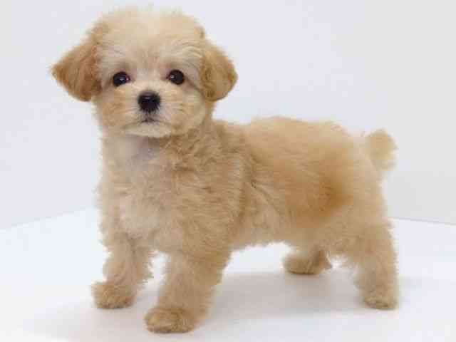 大阪府のトイプードル(トイ) (ひごペットフレンドリーいこらもーる泉佐野店/2025年12月15日生まれ/女の子/クリーム)の子犬の3枚目の画像