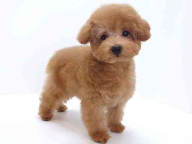 大阪府のトイプードル(トイ) (ひごペットフレンドリーいこらもーる泉佐野店/2025年12月15日生まれ/男の子/レッド)の子犬の3枚目の画像