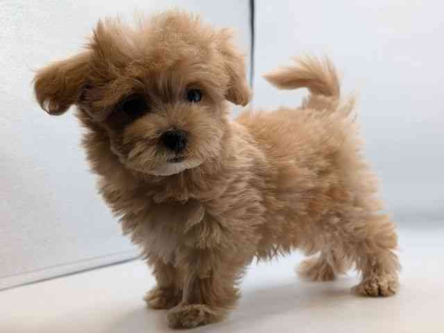 香川県のマルプー(マルチーズ×プードル) (ひごペットフレンドリーゆめタウン高松店/2025年12月14日生まれ/男の子/クリーム)の子犬の3枚目の画像