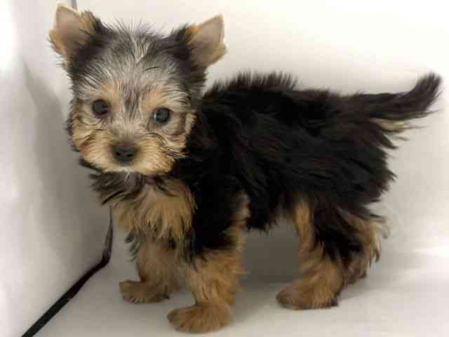 京都府のヨークシャーテリア (ひごペットフレンドリー京都店/2025年12月15日生まれ/男の子/スチールブルータン)の子犬の3枚目の画像