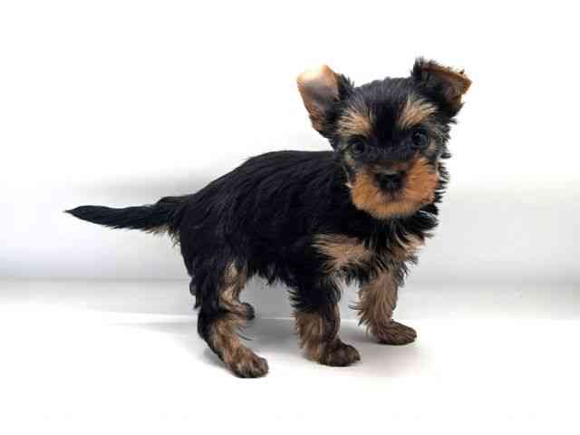 兵庫県のヨークシャーテリア (ひごペットフレンドリーコロワ甲子園店/2025年12月14日生まれ/女の子/スチールブルータン)の子犬の3枚目の画像