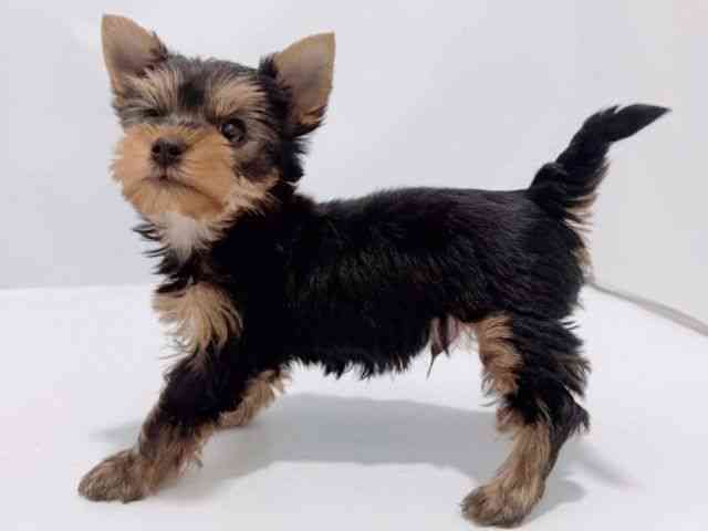 大阪府のヨークシャーテリア (ひごペットフレンドリーイズミヤショッピングセンター千里丘店/2025年12月14日生まれ/男の子/スチールブルータン)の子犬の3枚目の画像