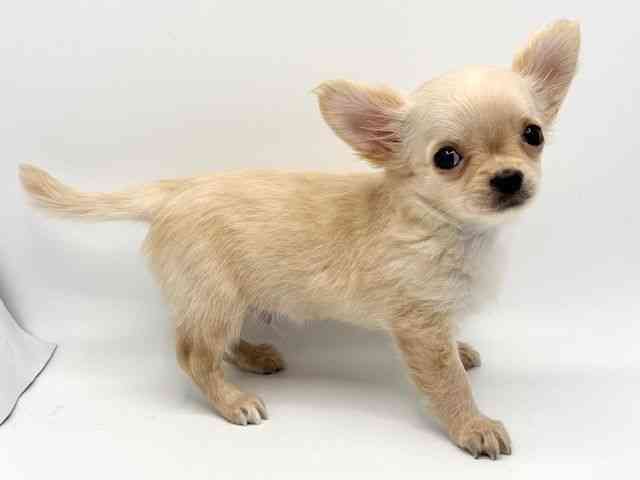 大阪府のチワワ(ロング) (ひごペットフレンドリーみのおキューズモール店/2025年12月11日生まれ/男の子/クリーム)の子犬の3枚目の画像