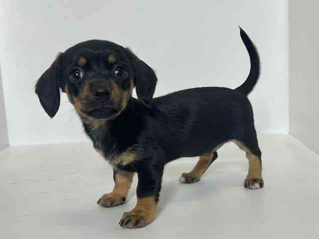 大阪府のチワックス(チワワ×ダックス) (ひごペットフレンドリーアクロスプラザ住之江店/2025年12月14日生まれ/女の子/ブラックタン)の子犬の3枚目の画像