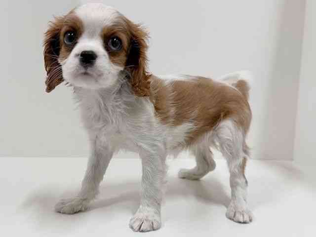 奈良県のキャバリアキングチャールズスパニエル (ひごペットフレンドリーイオンモール橿原ウエスト・ビレッジ店/2025年12月13日生まれ/女の子/ブレンハイム)の子犬の3枚目の画像