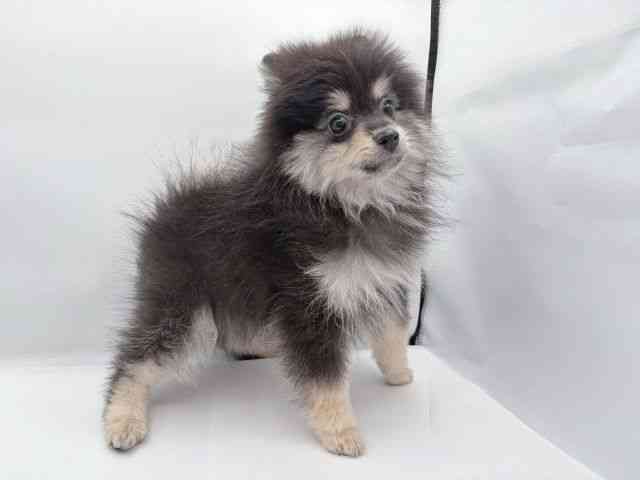 島根県のポメラニアン (ひごペットフレンドリーイオン松江ショッピングセンター店/2025年12月15日生まれ/男の子/ブラックタン)の子犬の3枚目の画像