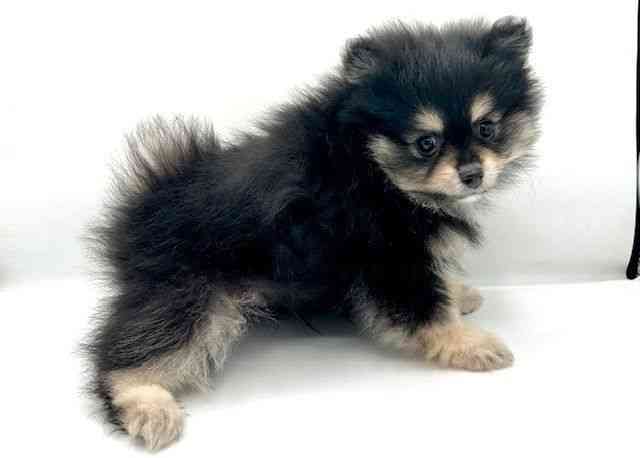 島根県のポメラニアン (ひごペットフレンドリーイオン松江ショッピングセンター店/2025年12月15日生まれ/男の子/ブラックタン)の子犬の3枚目の画像