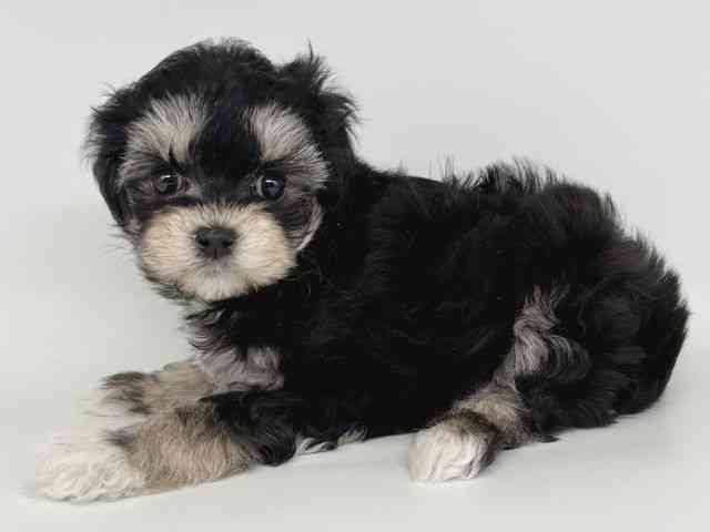 大阪府のチワプー/プーチー(チワワ×プードル) (ひごペットフレンドリー瓜破店/2025年12月15日生まれ/女の子/ブラッククリーム)の子犬の3枚目の画像