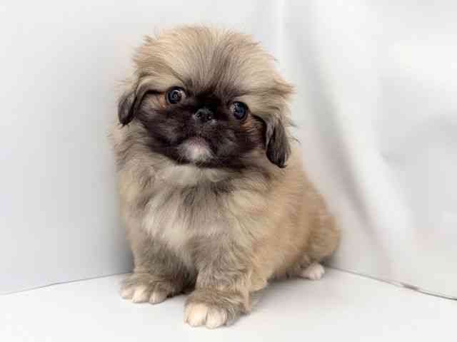 京都府のペキニーズ (ひごペットフレンドリー洛北阪急スクエア店/2025年12月12日生まれ/男の子/フォーン)の子犬の3枚目の画像