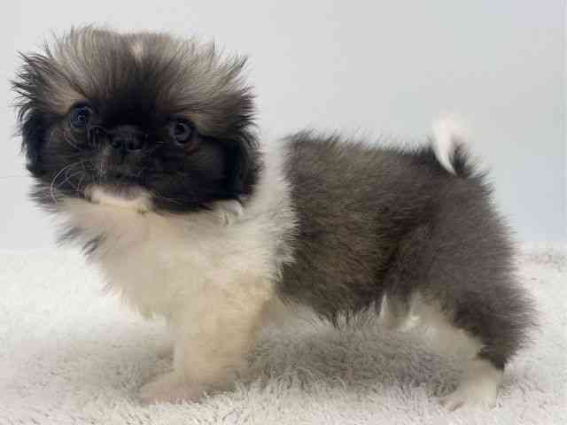 島根県のペキニーズ (ひごペットフレンドリーイオンモール出雲店/2025年12月12日生まれ/男の子/フォーンホワイト)の子犬の3枚目の画像