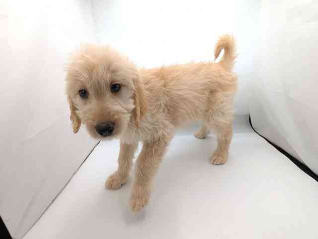 兵庫県のゴールデンドゥードゥル(ゴールデン×プードル) (ひごペットフレンドリーコロワ甲子園店/2025年12月12日生まれ/女の子/クリーム)の子犬の3枚目の画像
