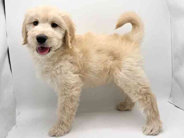 大阪府のゴールデンドゥードゥル(ゴールデン×プードル) (ひごペットフレンドリーみのおキューズモール店/2025年12月12日生まれ/男の子/クリーム)の子犬の3枚目の画像