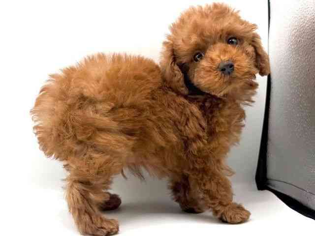 愛知県のトイプードル(トイ) (ひごペットフレンドリープライムツリー赤池店/2025年12月15日生まれ/男の子/レッド)の子犬の3枚目の画像