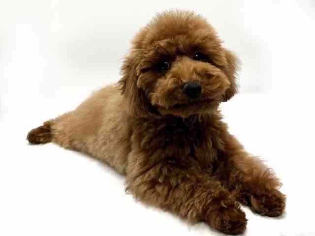 愛知県のトイプードル(トイ) (ひごペットフレンドリープライムツリー赤池店/2025年12月15日生まれ/男の子/レッド)の子犬の3枚目の画像