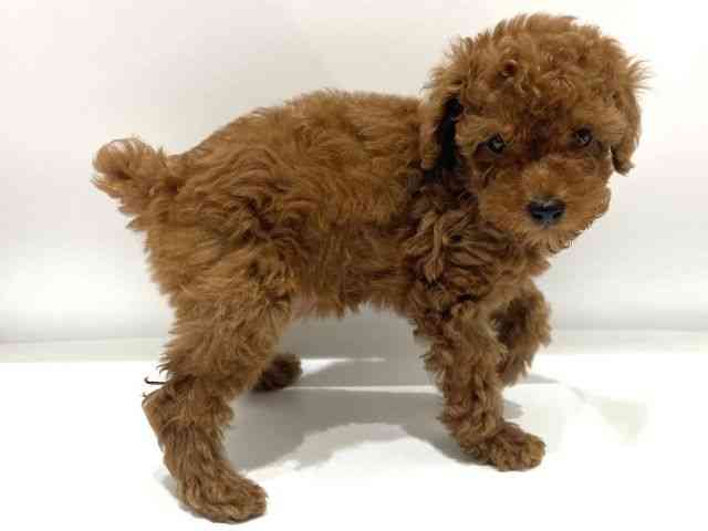 愛知県のトイプードル(トイ) (ひごペットフレンドリーヴィアモール アピタ江南西店/2025年12月15日生まれ/女の子/レッド)の子犬の3枚目の画像