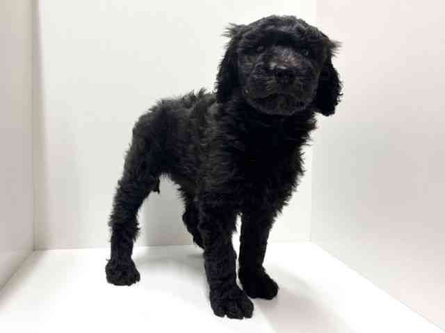 愛知県のスタンダードプードル (ひごペットフレンドリーららぽーと名古屋みなとアクルス店/2025年12月15日生まれ/女の子/グレー)の子犬の3枚目の画像