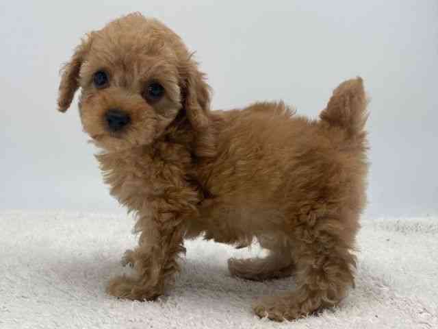 島根県のトイプードル(トイ) (ひごペットフレンドリーイオンモール出雲店/2025年12月13日生まれ/女の子/アプリコット)の子犬の3枚目の画像