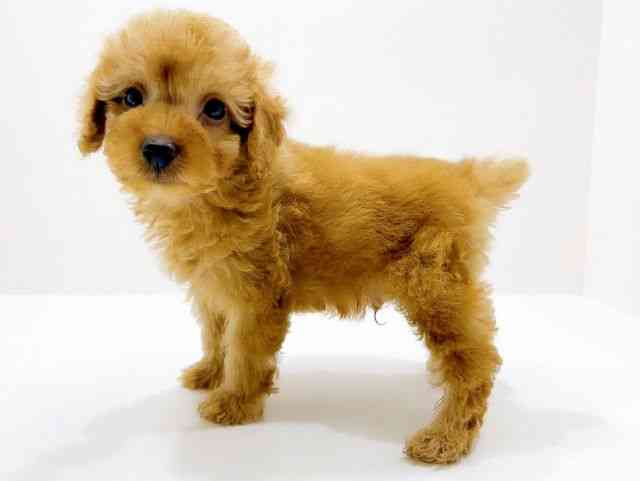 広島県のトイプードル(トイ) (ひごペットフレンドリーフジグラン神辺店/2025年12月13日生まれ/男の子/アプリコット)の子犬の3枚目の画像