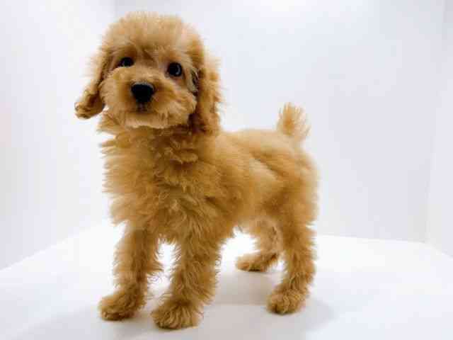 広島県のトイプードル(トイ) (ひごペットフレンドリーフジグラン神辺店/2025年12月13日生まれ/男の子/アプリコット)の子犬の3枚目の画像