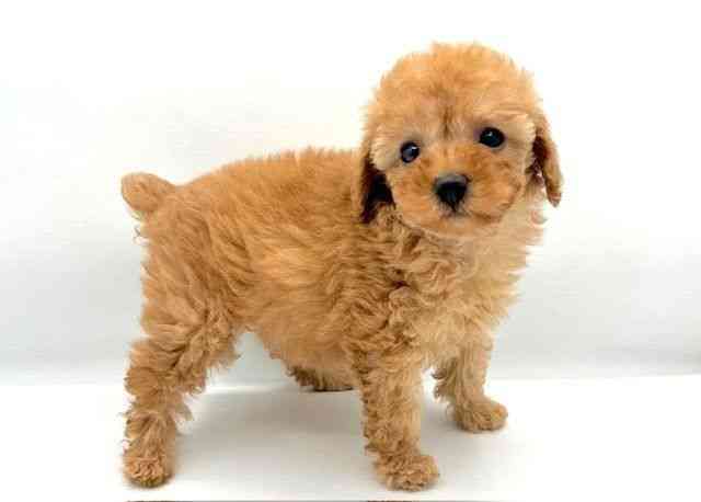 島根県のトイプードル(トイ) (ひごペットフレンドリーイオン松江ショッピングセンター店/2025年12月13日生まれ/女の子/アプリコット)の子犬の3枚目の画像