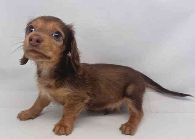 鳥取県のカニンヘンダックスフンド(ロング) (ひごペットフレンドリーイオンモール鳥取北店/2025年12月14日生まれ/男の子/チョコレートタン)の子犬の3枚目の画像