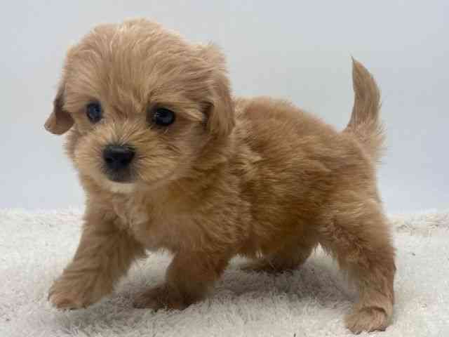 島根県のペキプー(ペキニーズ×プードル) (ひごペットフレンドリーイオンモール出雲店/2025年12月14日生まれ/男の子/アプリコット)の子犬の3枚目の画像