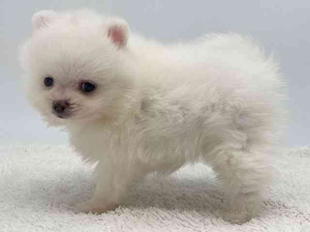 島根県のポメラニアン (ひごペットフレンドリーイオンモール出雲店/2025年12月14日生まれ/男の子/クリーム)の子犬の3枚目の画像