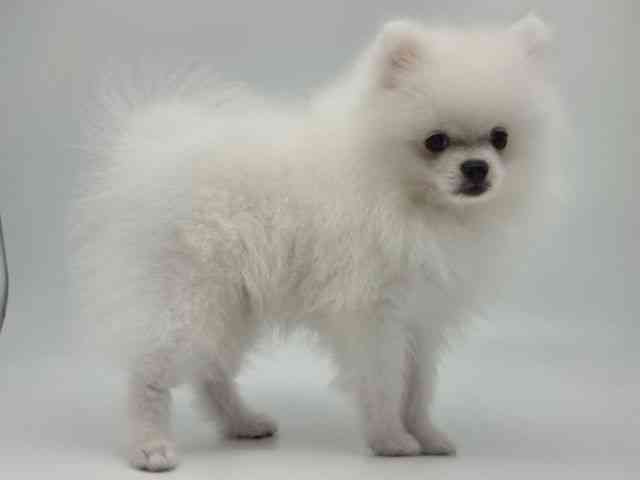 島根県のポメラニアン (ひごペットフレンドリーイオンモール出雲店/2025年12月14日生まれ/男の子/クリーム)の子犬の3枚目の画像