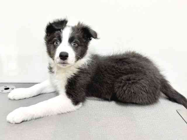 大阪府のボーダーコリー (ひごペットフレンドリーイトーヨーカドー津久野店/2025年12月15日生まれ/女の子/ブルーホワイト)の子犬の3枚目の画像