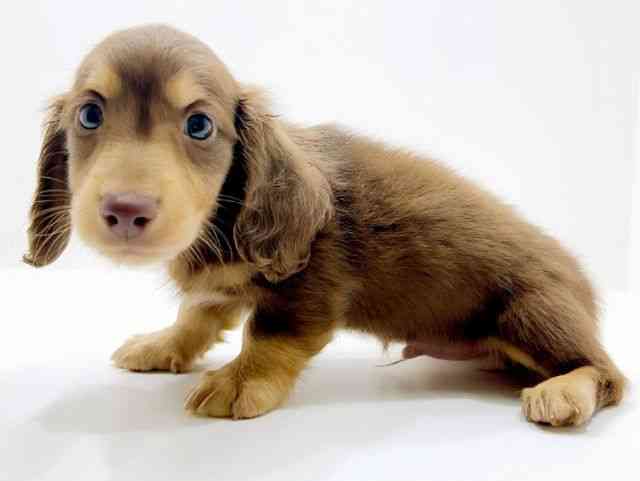 広島県のミニチュアダックスフンド(ロング) (ひごペットフレンドリーフジグラン神辺店/2025年12月16日生まれ/男の子/チョコレートイエロー)の子犬の3枚目の画像