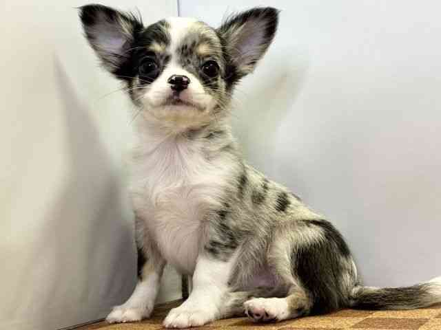 愛媛県のチワワ(ロング) (ひごペットフレンドリーエミフルMASAKI店/2025年12月15日生まれ/女の子/ブルーマールホワイト)の子犬の3枚目の画像