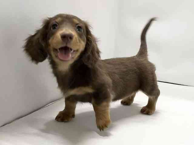 愛媛県のミニチュアダックスフンド(ロング) (ひごペットフレンドリーイオンモール今治新都市店/2025年12月15日生まれ/女の子/チョコレートタン)の子犬の3枚目の画像