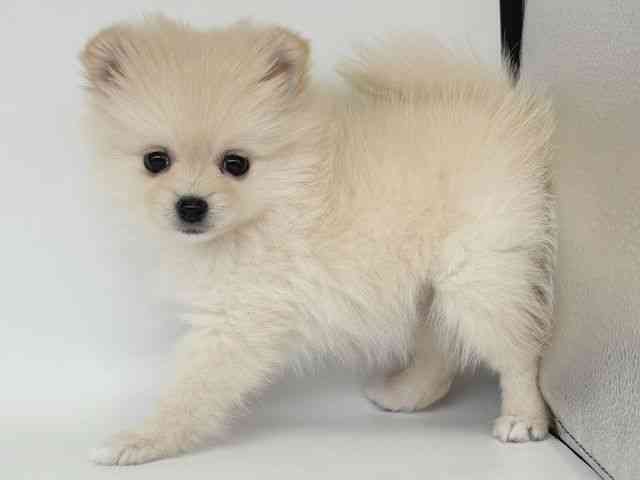 大阪府のポメラニアン (ひごペットフレンドリー瓜破店/2025年12月16日生まれ/女の子/クリーム)の子犬の3枚目の画像