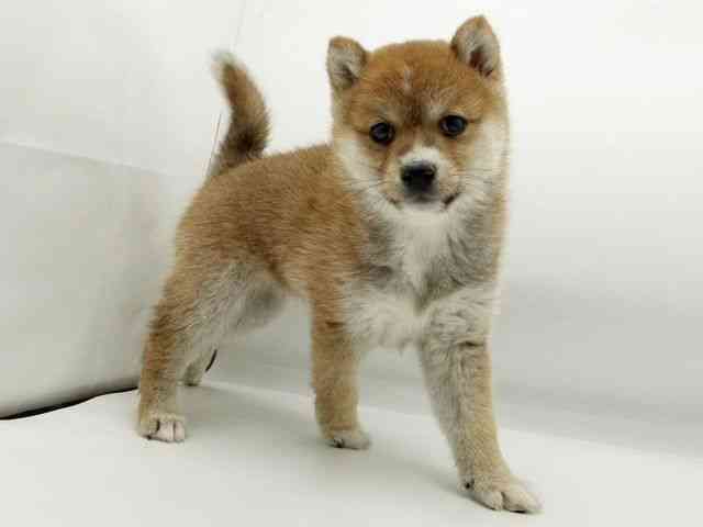 兵庫県の柴犬(標準サイズ) (ひごペットフレンドリーコロワ甲子園店/2025年12月15日生まれ/男の子/赤)の子犬の3枚目の画像