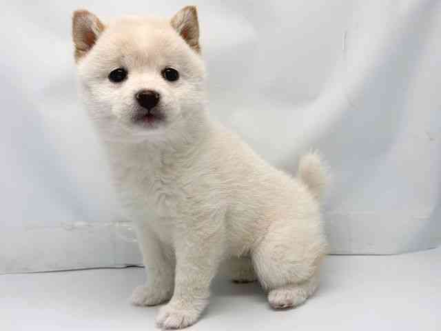 京都府の柴犬(標準サイズ) (ひごペットフレンドリー洛北阪急スクエア店/2025年12月16日生まれ/女の子/白)の子犬の3枚目の画像
