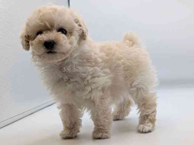 香川県のトイプードル(トイ) (ひごペットフレンドリーゆめタウン高松店/2025年12月16日生まれ/女の子/クリーム)の子犬の3枚目の画像