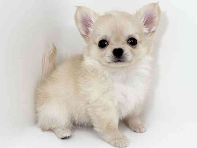 京都府のチワワ(ロング) (ひごペットフレンドリーイズミヤショッピングセンター八幡店/2025年12月13日生まれ/男の子/クリーム)の子犬の3枚目の画像