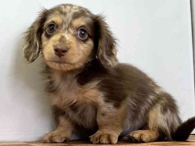 愛媛県のミニチュアダックスフンド(ロング) (ひごペットフレンドリーエミフルMASAKI店/2025年12月12日生まれ/男の子/チョコレートダップル)の子犬の3枚目の画像