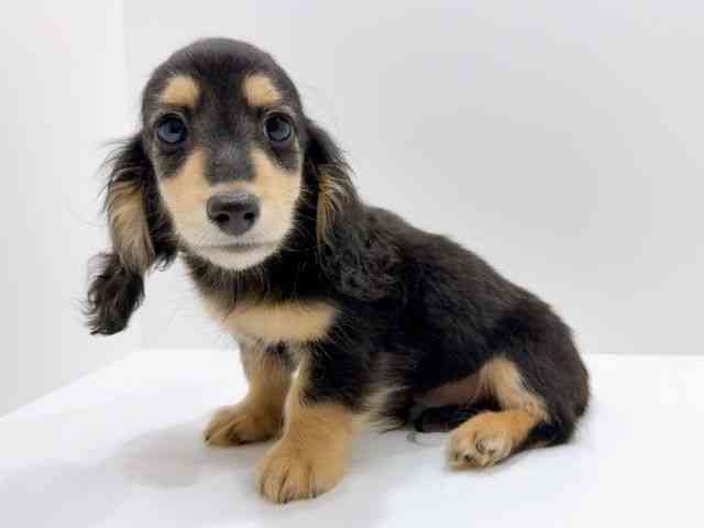 広島県のミニチュアダックスフンド(ロング) (ひごペットフレンドリーフジグラン神辺店/2025年12月14日生まれ/男の子/ブラックタン)の子犬の3枚目の画像